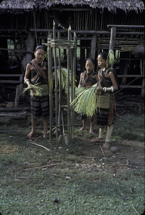 Young Priestesses/Spirit Mediums Chanting over a Pig Sacrifice at an Altar Situated Outside the Longhouse Apartment.