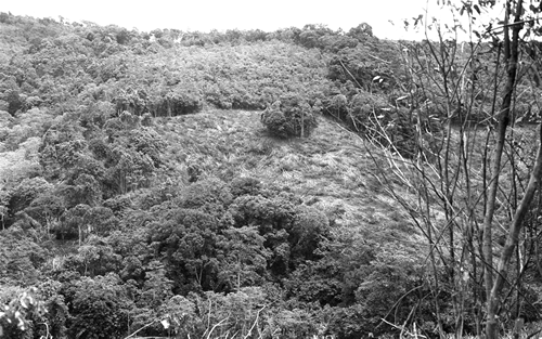 A very small sacred grove whose boundaries have been invaded bit by bit over the years by escaped fires from the swiddens.