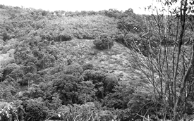 A very small sacred grove whose boundaries have been invaded bit by bit over the years by escaped fires from the swiddens.
